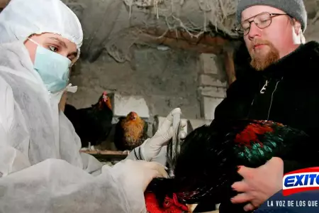 OMS-gripe-aviar-Rusia