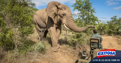 elefanta-de-selva-africano-extincin-peligro