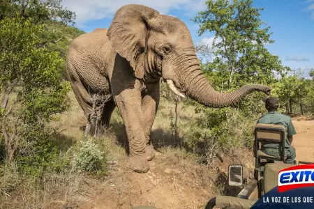 elefanta-de-selva-africano-extincin-peligro