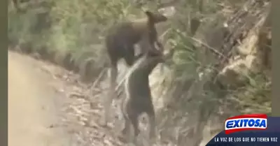 canguros-australia