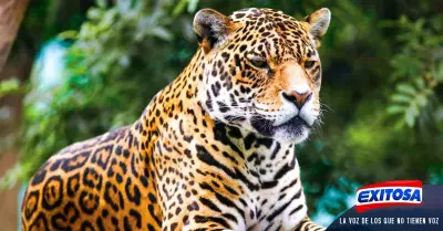 conservacion-jaguar