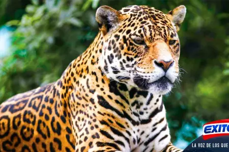conservacion-jaguar