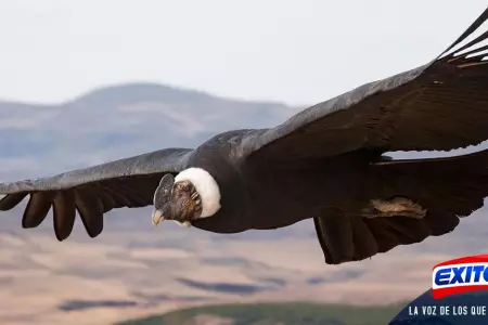Condor-andino-amenazado