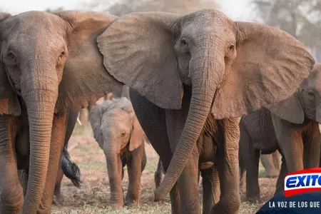 sudfrica-elefantes-cazador