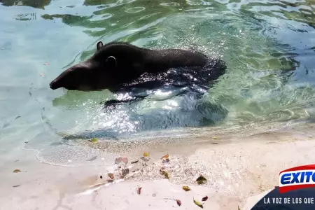 parque-de-las-leyendas-tapir