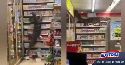 lagarto-supermercado