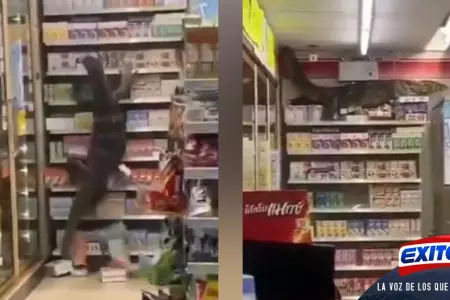 lagarto-supermercado
