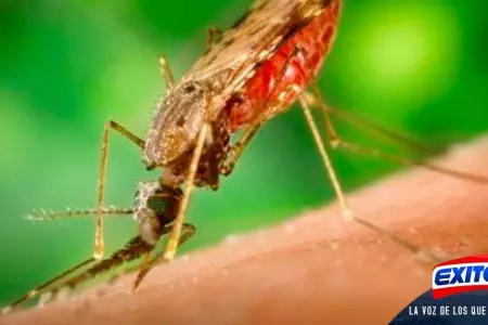 vacuna-contra-la-malaria