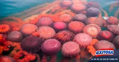 La-Punta-medusas