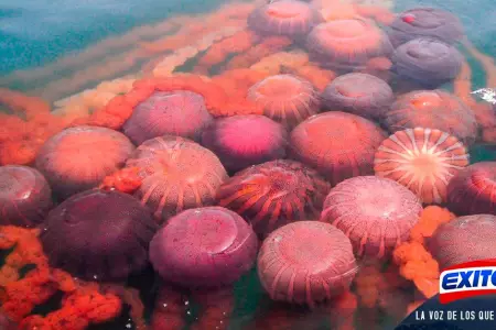 La-Punta-medusas