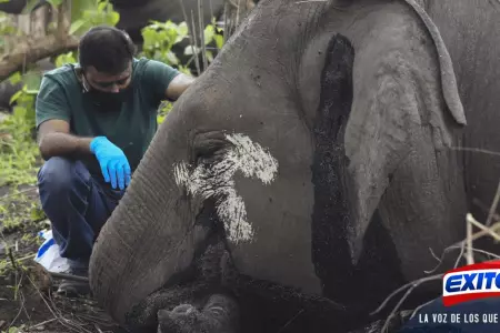 elefantes-india-rayo