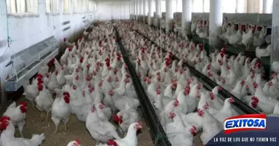china-gripe-aviar
