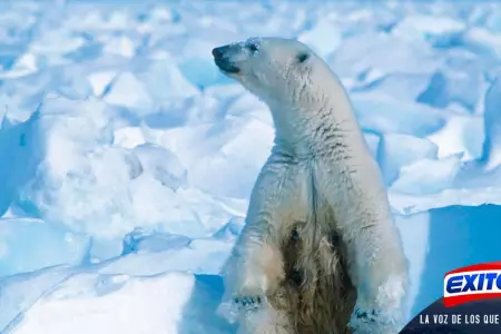 Calentamiento-global-osos-polares