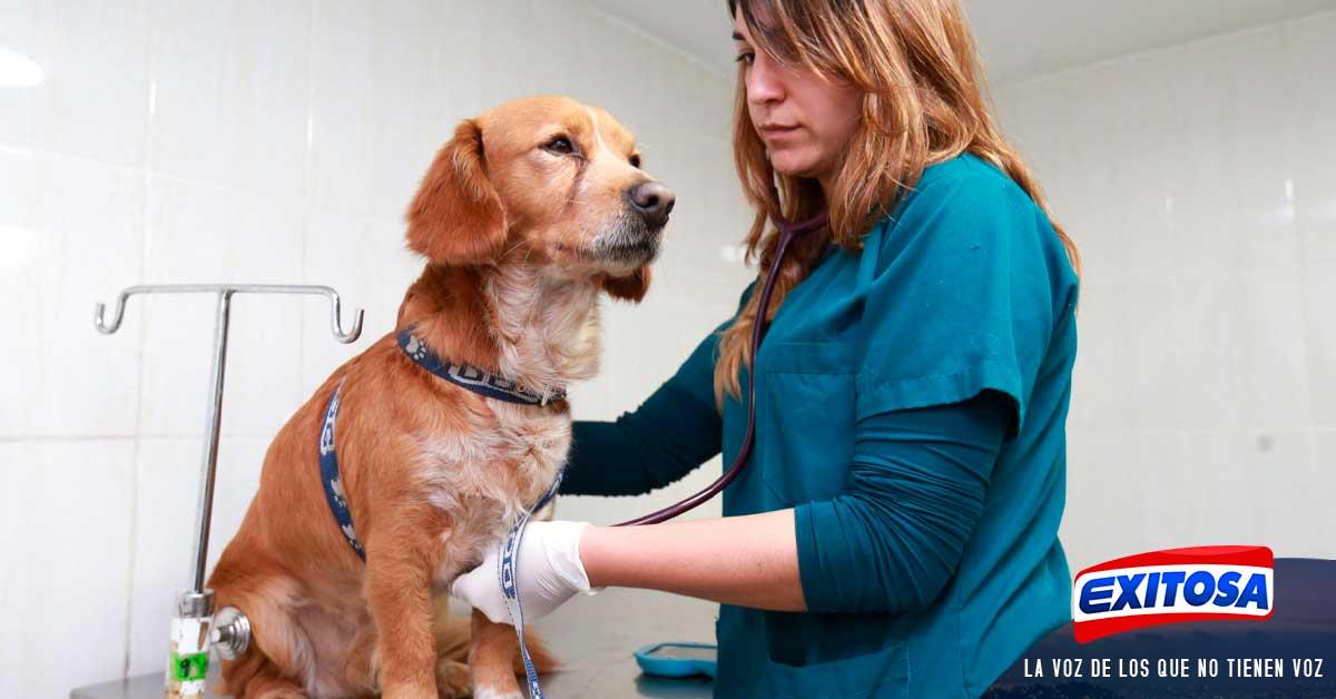 Conoce De Qué Se Trata La Ley Cuatro Patas Aprobada Por El Congreso