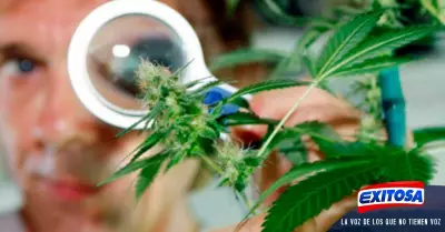 cannabis-medicinal-Exitosa