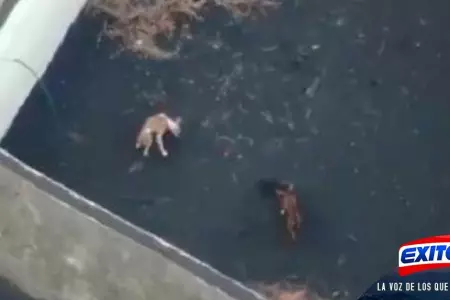 rescate-a-perros-atrapados-por-volcn-Exitosa