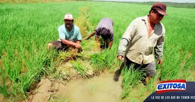 arroz-productores-fertilizantes-gobierno-Exitosa-noticias-min