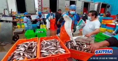 Exitosa-terminal-pesquero-callao-precios-pescado