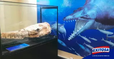 Exitosa-descubren-fosis-basilosaurio-peru-unmsm
