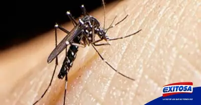 Exitosa-dengue