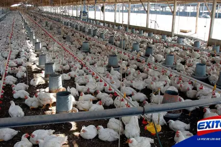 Pollo-precio-IGV-Asociación-Avicultura-exitosa-noticias