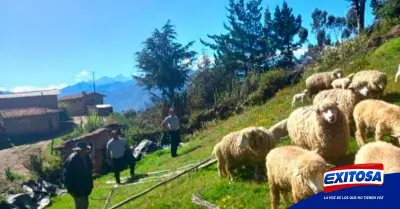 Exitosa-Polica-recupera-22-ovejas-que-fueron-robadas