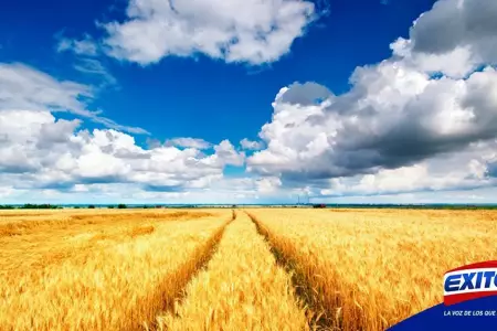 ucrania-trigo-cosecha-exitosa-noticias