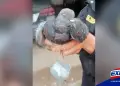 Policía capturó a paloma que trataba de ingresar droga al penal de Huancayo