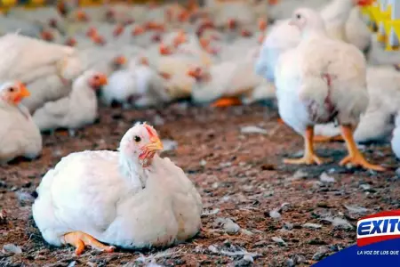 francia-aves-gripe-aviar-exitosa-noticias