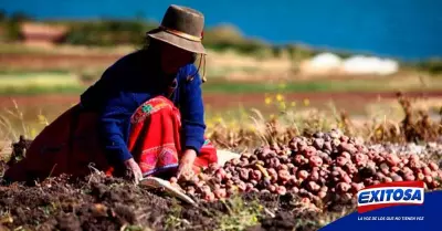 Midagri-Perú-no-debería-verse-afectado-seriamente-por-crisis-alimentaria-Exitosa