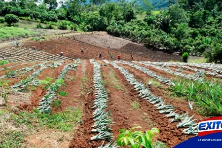 hoja-de-coca-vraem-fertilizantes-conpaccp-Exitosa