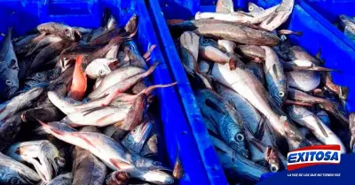 Produce-veda-merluza-pesqueras-embarcaciones-Exitosa