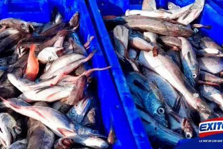 Produce-veda-merluza-pesqueras-embarcaciones-Exitosa