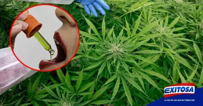 Panama-cannabis-medicinal-demanda-exportador-ley-Exitosa