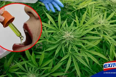 Panama-cannabis-medicinal-demanda-exportador-ley-Exitosa
