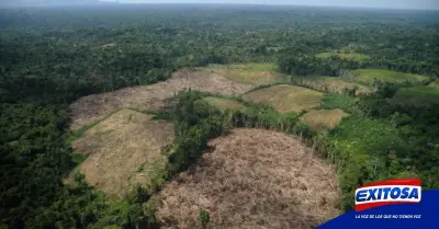 bosque-amazonico-peru-hectareas-perdida-octubre-2022-exitosa