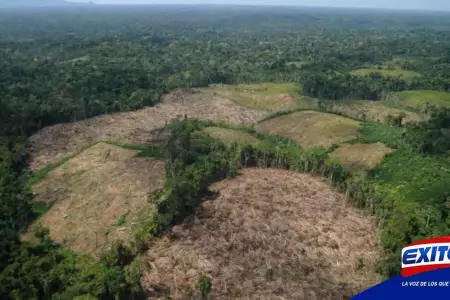 bosque-amazonico-peru-hectareas-perdida-octubre-2022-exitosa