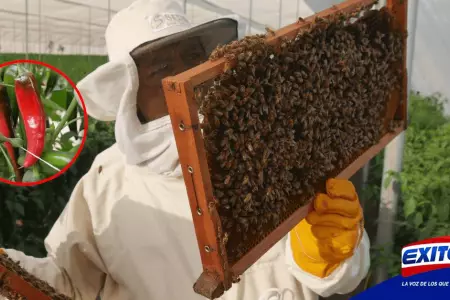EXITOSA-apicultor