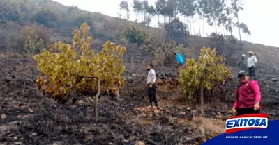 9Exitosa-incendio-afecta-plantones-de-palta-Yungay