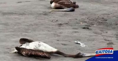 Mas-de-20-pelicanos-muertos-en-Salaverry