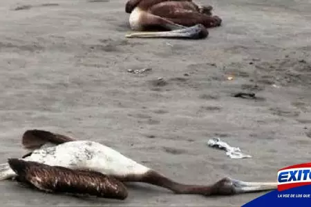 Mas-de-20-pelicanos-muertos-en-Salaverry