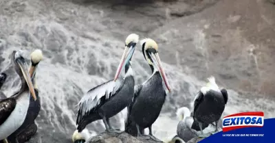 pelicanos-muertos-influenza-aviar-Exitosa