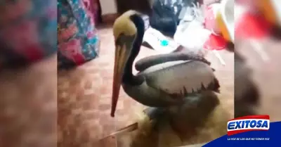 pelicano-vivienda-surquillo-exitosa