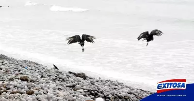 miraflores-playas-pelicanos-muertos-influenza-aviar-exitosa