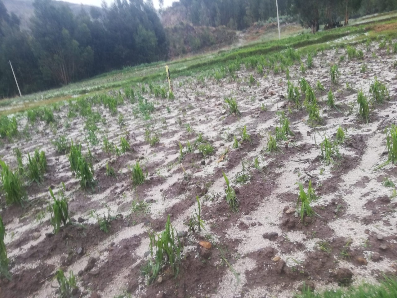 granizada afecta cultivos