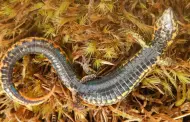 Descubren una nueva especie de lagartija en el Parque Nacional Otishi de Cusco