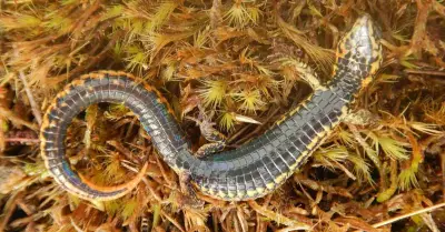 Proctoporus titans, nueva lagartija descubierta en la regin de Cusco