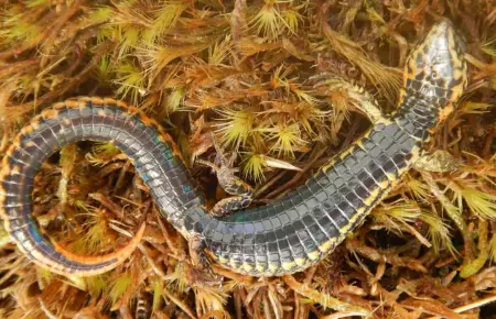 Proctoporus titans, nueva lagartija descubierta en la región de Cusco