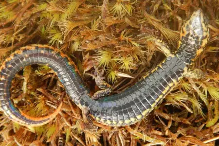 Proctoporus titans, nueva lagartija descubierta en la regin de Cusco