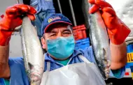 SNI: Perú puede exportar US$ 4,000 millones en pesca para consumo humano directo